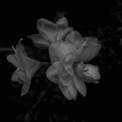 Weeping Wound : Growth